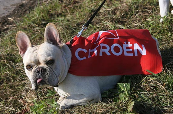 CITROEN 狗